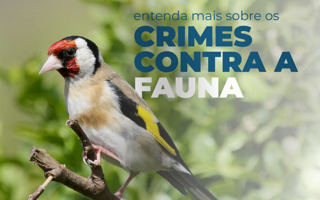 Entenda mais sobre os Crimes Contra a Fauna